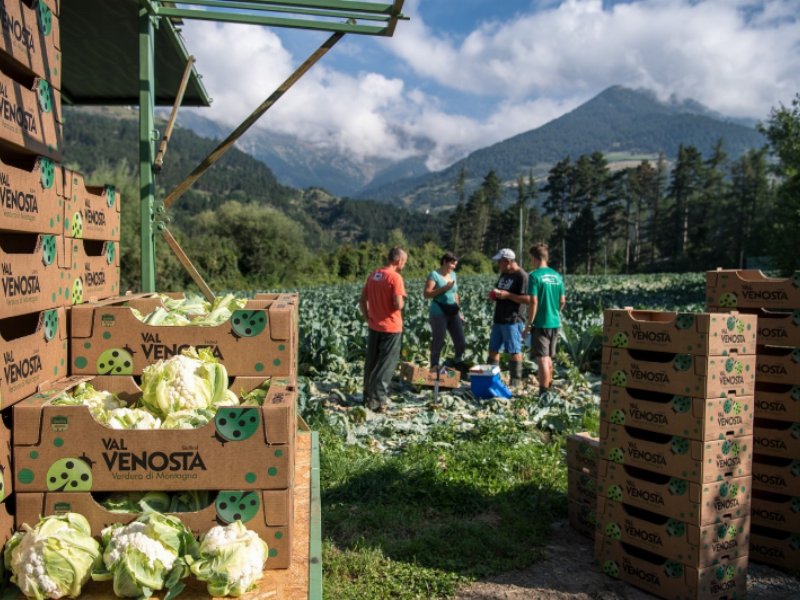 vip-un-servizio-di-prima-classe-anche-per-i-prodotti-stagionali