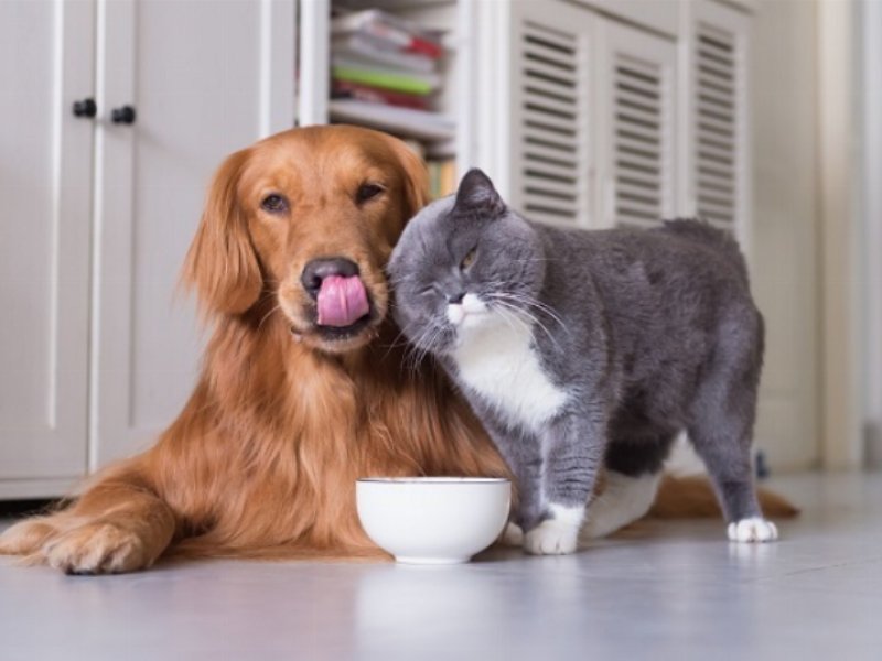 Il 75% degli italiani sceglie petfood sostenibile