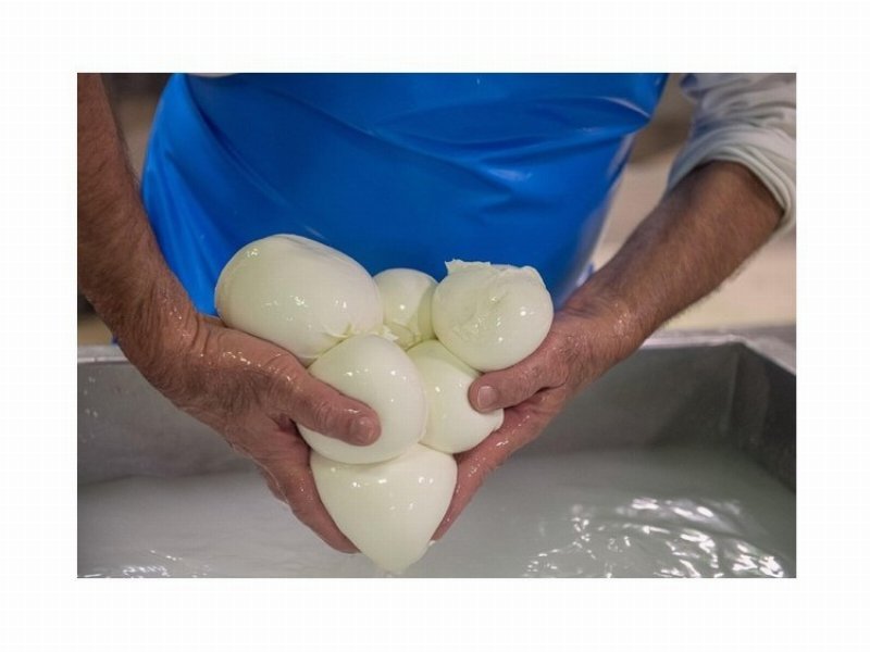 La mozzarella di Gioia del Colle riconosciuta Dop dall'Ue