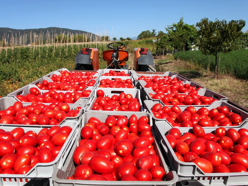 Investimento da 47 milioni per le conserve salernitane