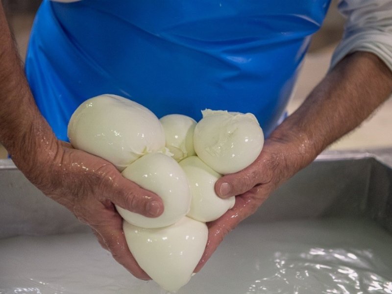 Mozzarella di Bufala Dop, campagna d’estate con Casa Surace