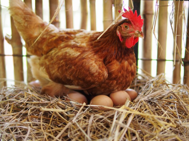 Pollo e uova da record, ma preoccupano i focolai Covid nei macelli esteri