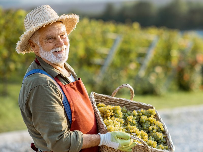 Una vendemmia libera tutti