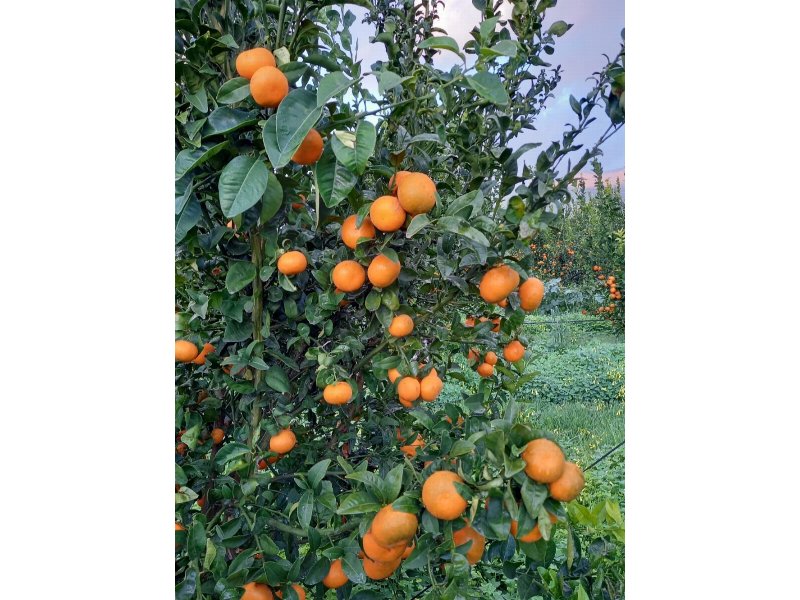 Apofruit: le strategie per le clementine