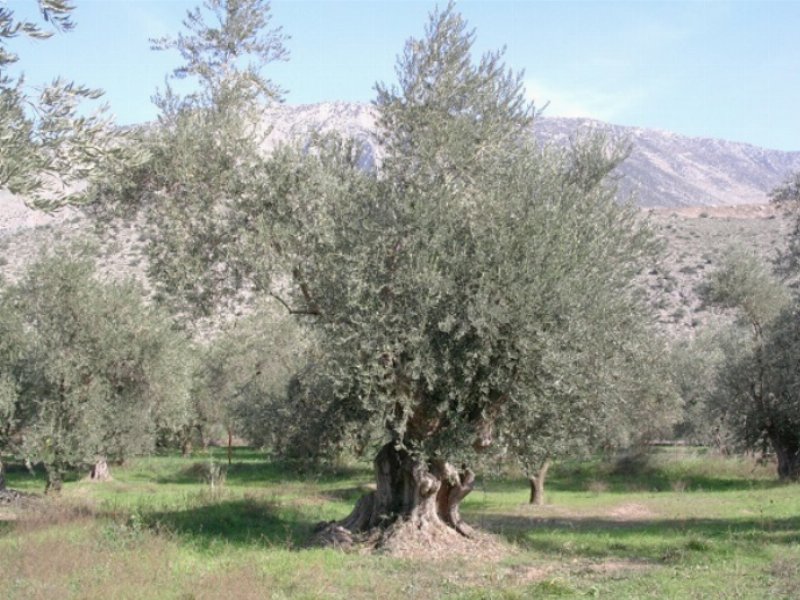 Assitol, campagna complicata per l’olio d’oliva