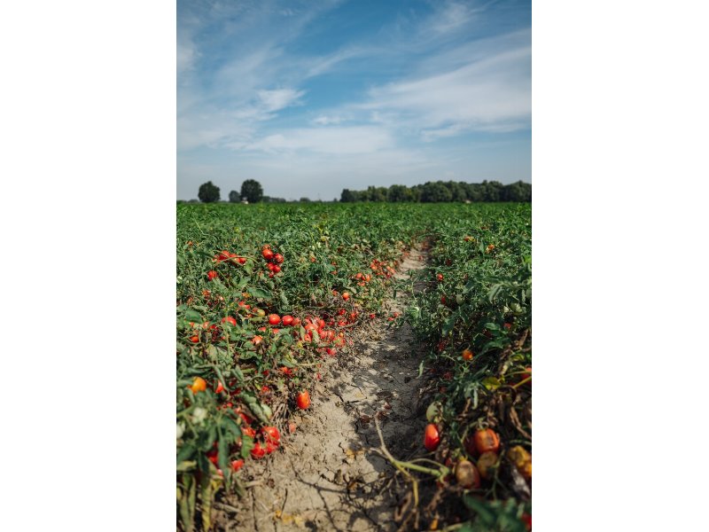 Consorzio Casalasco del Pomodoro accelera sulla sostenibilità ambientale ed economica