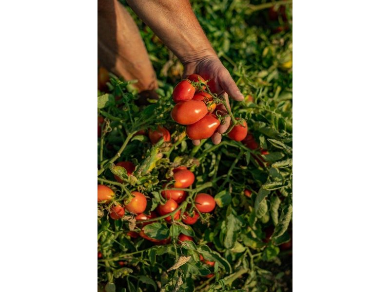 Consorzio Casalasco del Pomodoro: campagna di trasformazione positiva