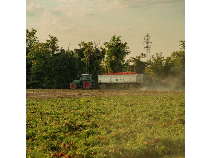 Consorzio Casalasco del Pomodoro: ottima campagna di trasformazione per il pomodoro