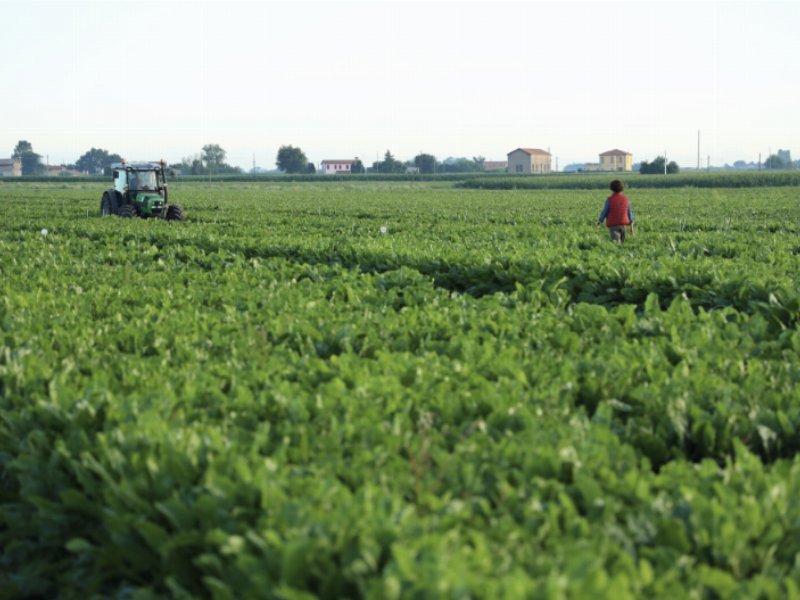 Coprob-Italia zuccheri: l’assemblea approva il bilancio