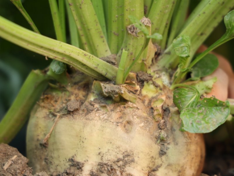 Coprob-Italia Zuccheri tiene fede ai propri valori sulla tutela ambientale