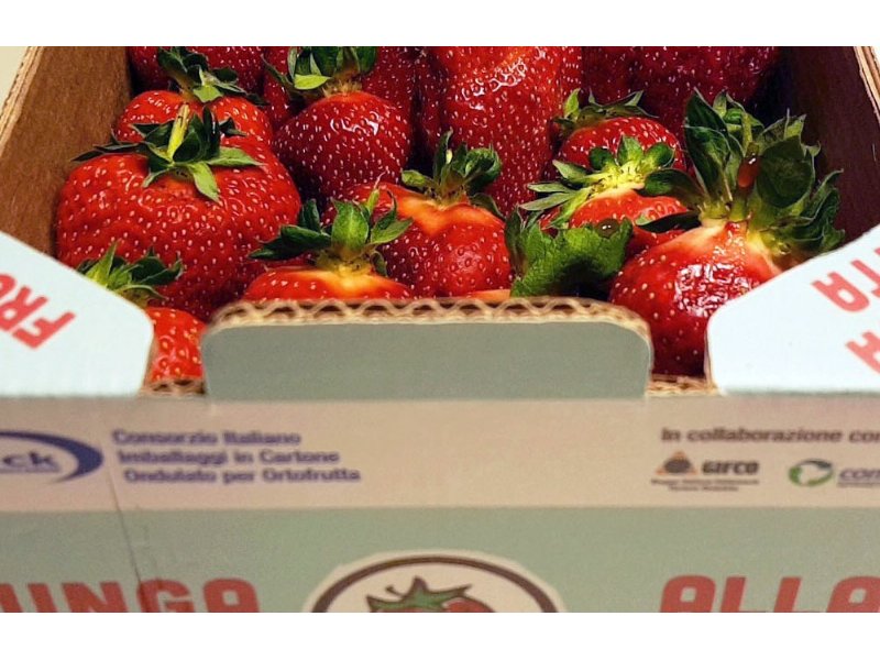 Cresce in Gdo l’imballaggio Attivo!, il packaging anti spreco che allunga la shelf life della frutta