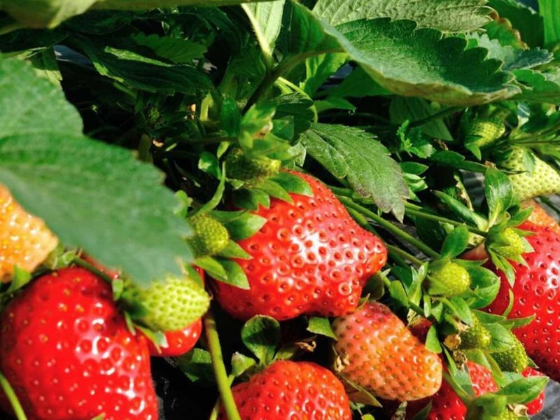 Cso Italy: tornano gli investimenti sulla fragola