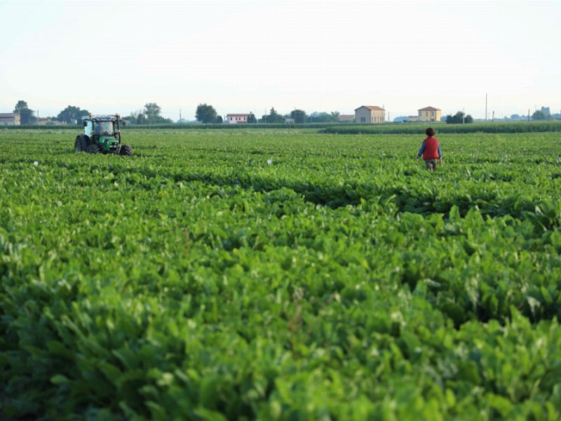 Dalla Regione Emilia Romagna 1,5 milioni per la bieticoltura