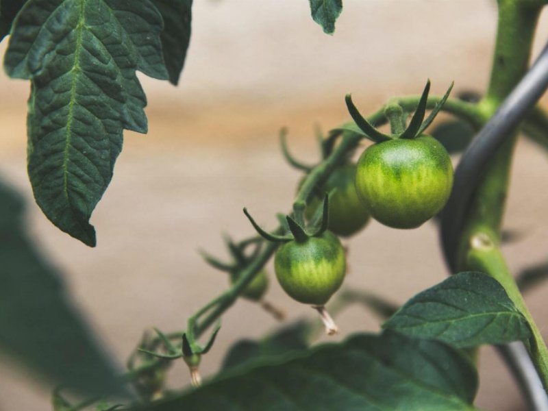 Digitalizzare la catena alimentare per assicurare resilienza e guadagnarsi la fiducia dei consumatori