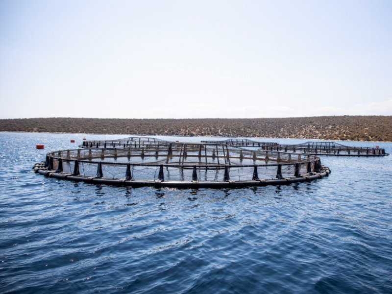 hapo-hellenic-aquaculture-producers-organization-conferma-il-suo-impegno-a-tutela-dellecosistema-marino-e-del-benessere-dei-pesci-per-unacquacoltura-etica-e-sostenibile