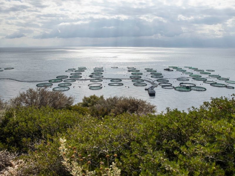 hapo-hellenic-aquaculture-producers-organization-conferma-il-suo-impegno-a-tutela-dellecosistema-marino-e-del-benessere-dei-pesci-per-unacquacoltura-etica-e-sostenibile