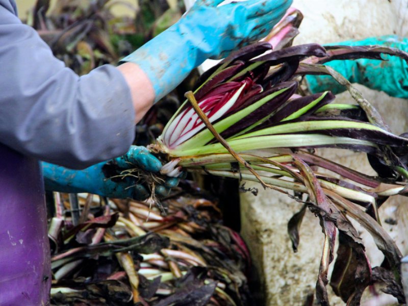 radicchio-di-treviso-igp-al-via-la-campagna-di-comunicazione