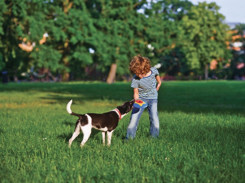 trottodisk-il-nuovo-gioco-bama-pet