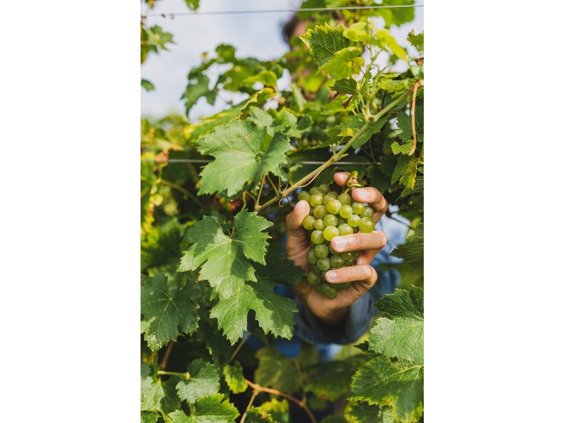 Guido Berlucchi: parte la vendemmia 2021