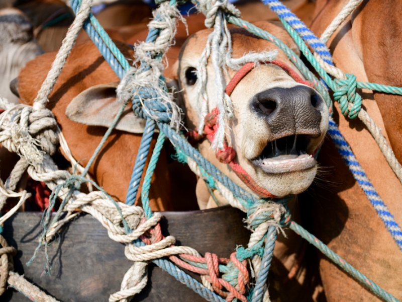 Ventisette ministri propongo un marchio Ue per il benessere animale