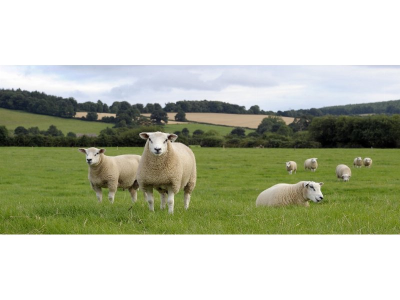 La carne d’agnello irlandese: gusto unico tra allevamento tradizionale e sostenibilità