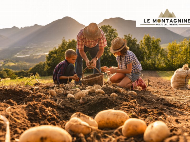 Le Montagnine: al via le vendite delle patate trentine