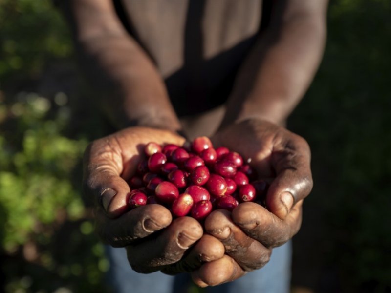 Nespresso annuncia i risultati finali della strategia di sostenibilità The Positive Cup