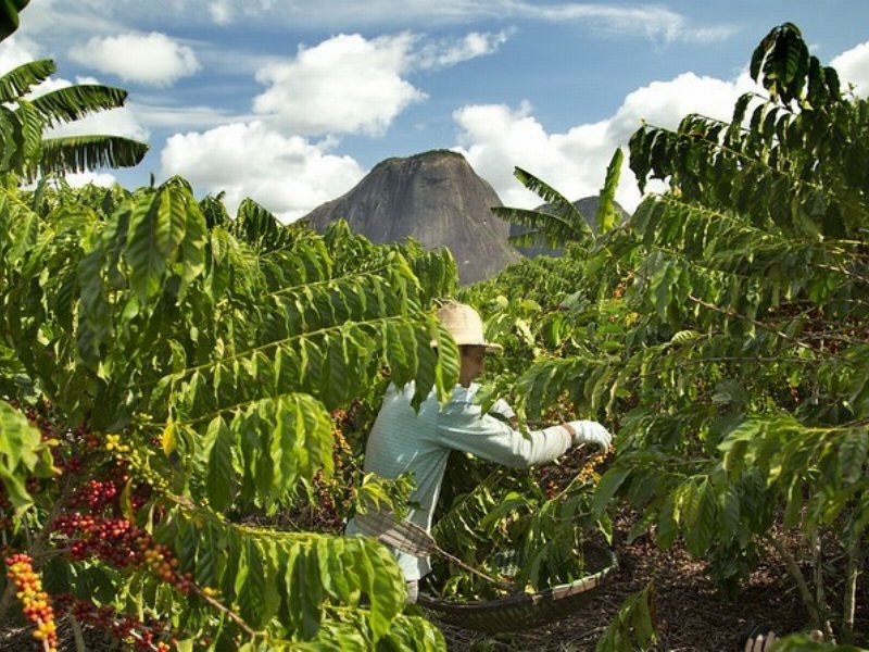 Nestlé: i ricercatori scoprono nuove varietà di caffè