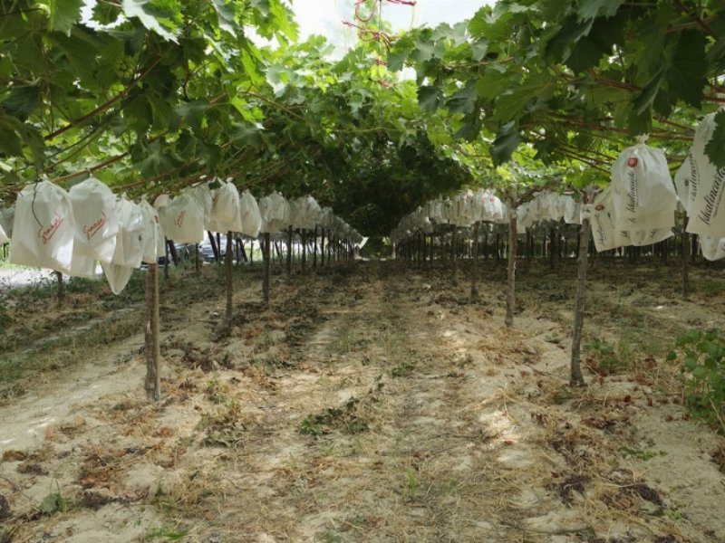 Op Agritalia: coltivazione in sacchetto per proteggere e preservare le qualità dell'uva da tavola