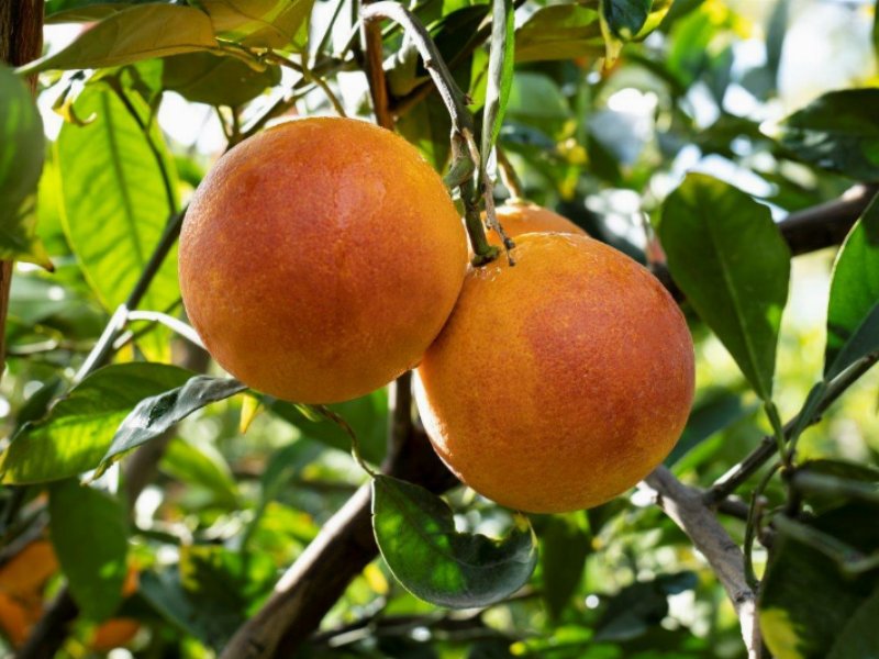 Oranfrizer presenta la sua filiera corta e attenta