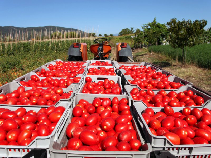 Pomodoro Petti: il fatto e le risposta