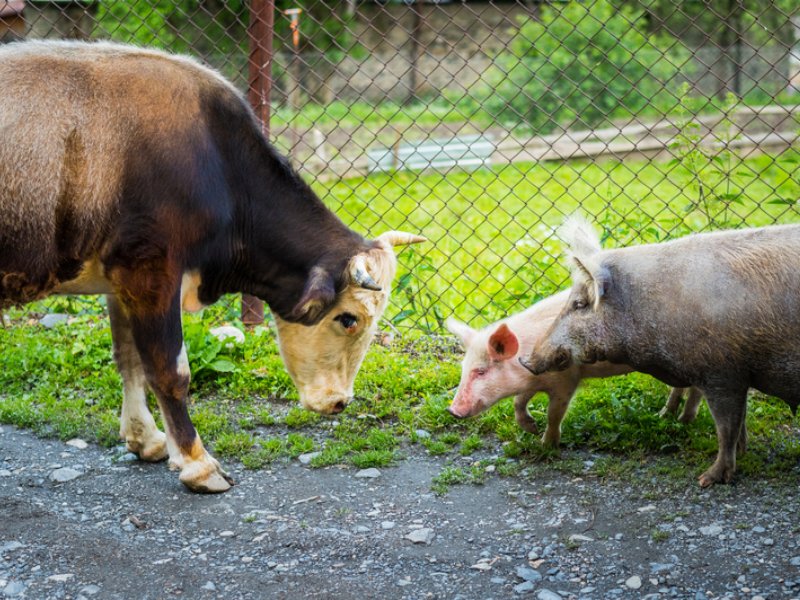 Promossi e bocciati in benessere animale