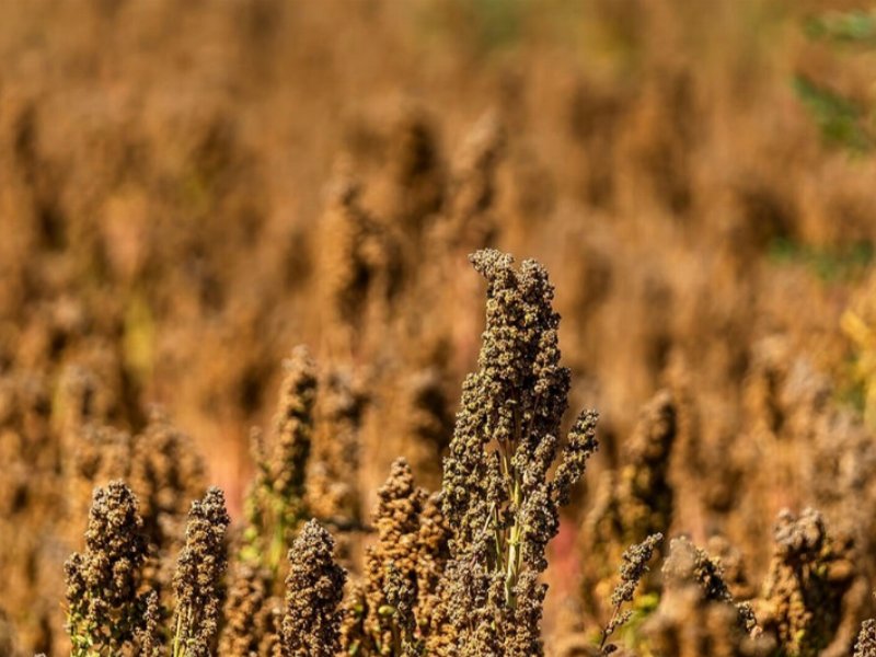 Quin e la prima filiera della quinoa, italiana e sostenibile