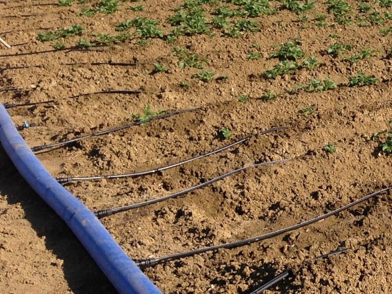 Romagnoli celebra la giornata mondiale dell'acqua con Patata di campo-amica dell’ambiente