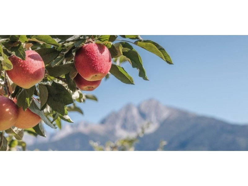 Vog, lo sviluppo del bio