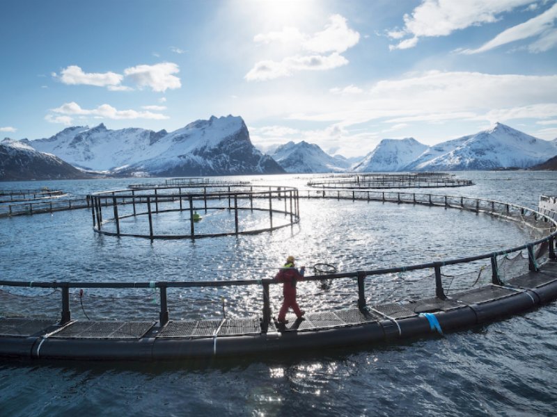 Acquacoltura norvegese: allevamenti sostenibili per un salmone di qualità