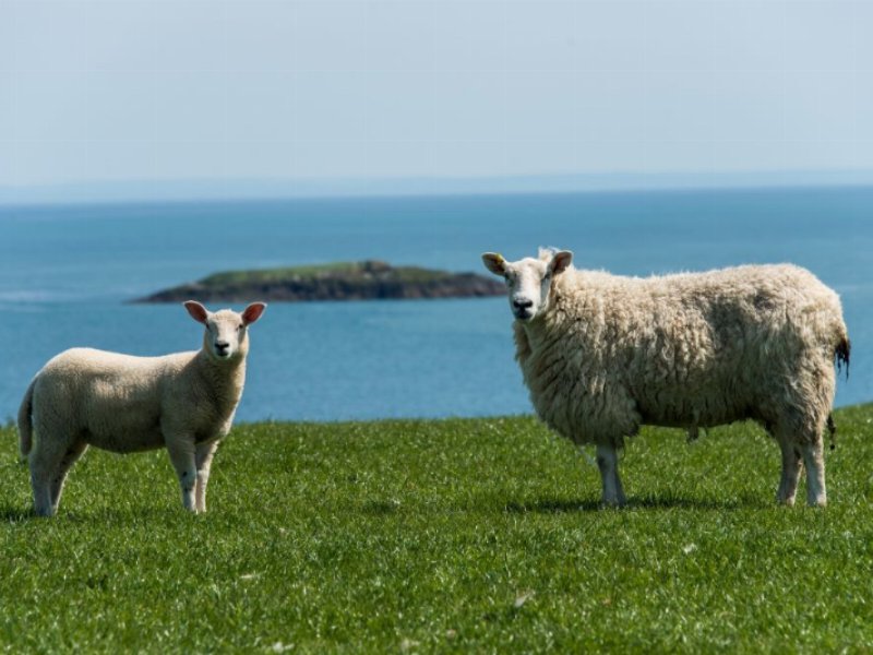 Agnello Gallese igp in Italia: al via una nuova stagione