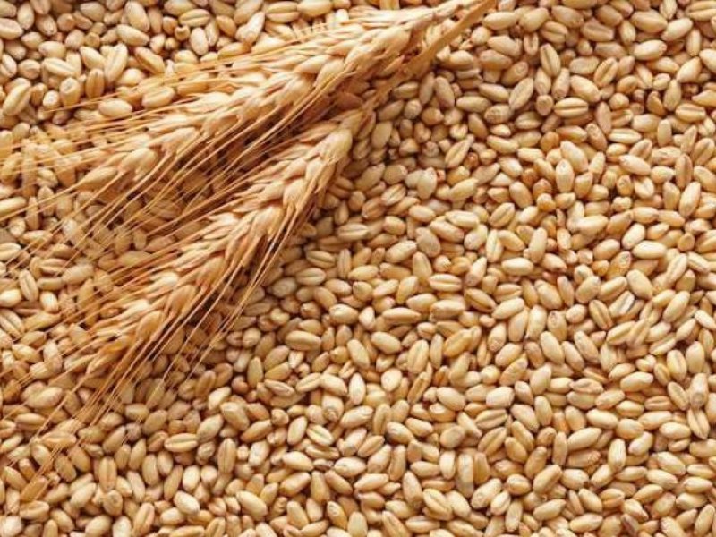 CAI, 1 milione di quintali di grano per contratti di filiera con industrie molitorie