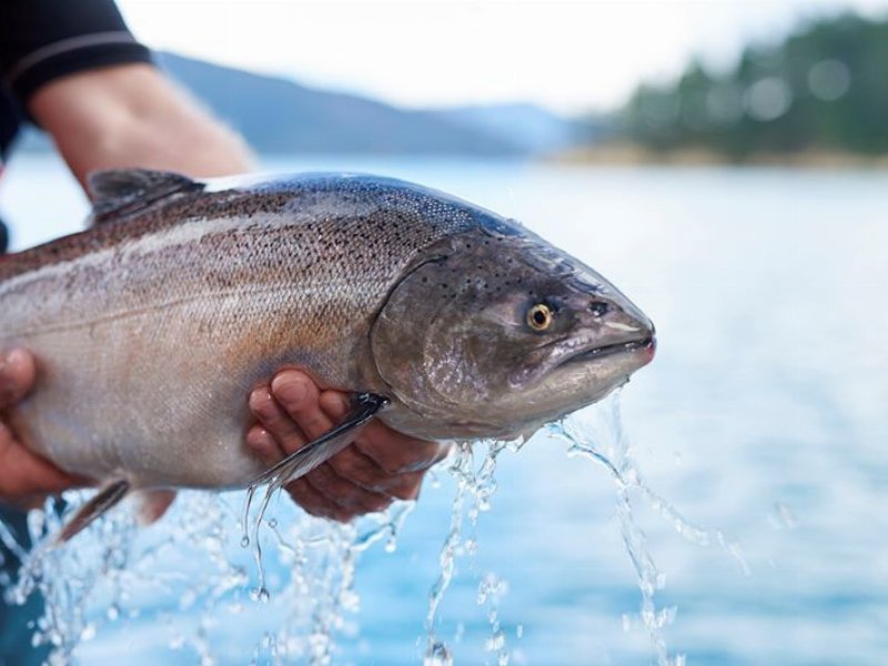 Carrefour: arriva il salmone reale