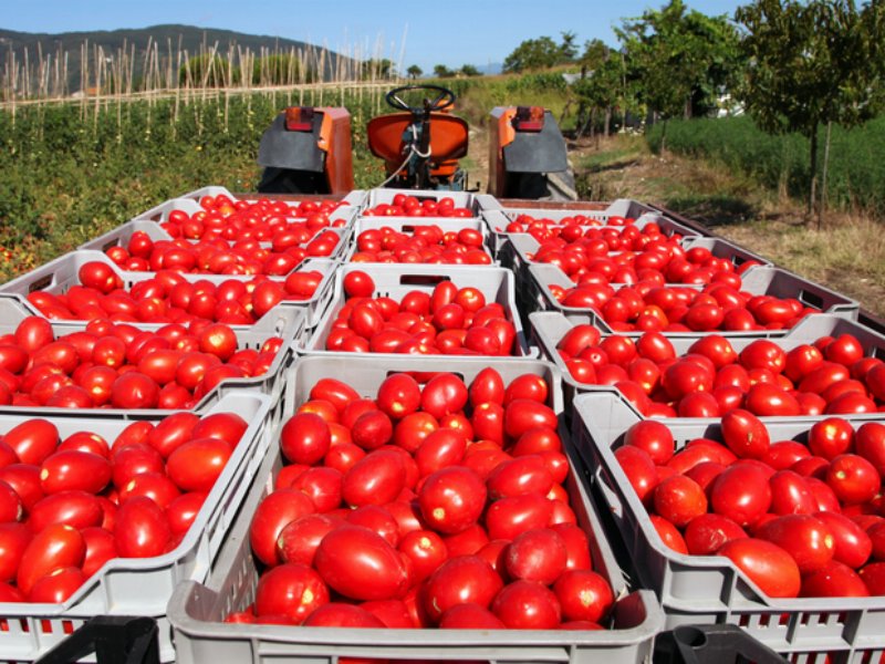 Casalasco società agricola acquisisce il 73,8 per cento di Emiliana conserve