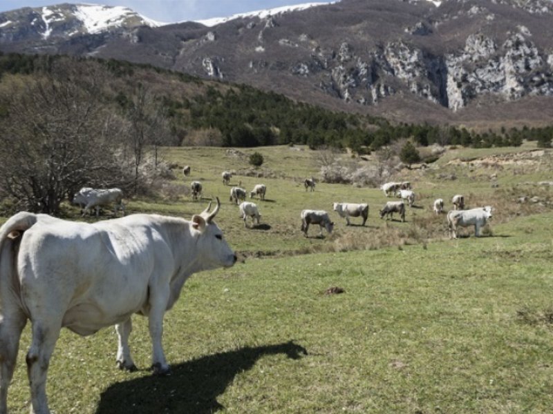  Centro Carne punta su filiera etica, qualità e territorio