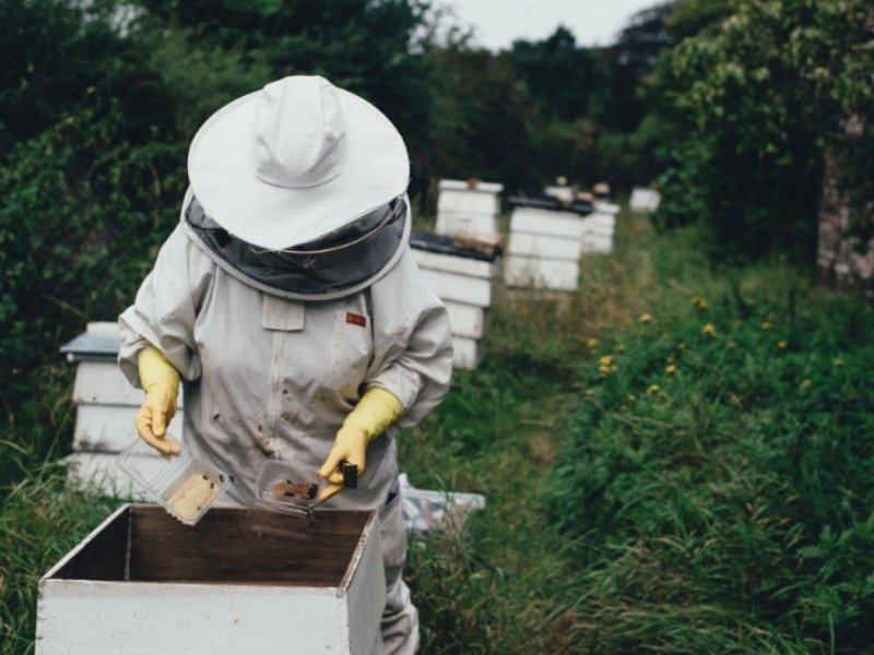 Codè Crai ovest insieme a 3Bee per la biodiversità