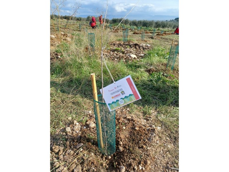 Conad Adriatico insieme a Rete Clima per il progetto “Forestiamo insieme l’Italia”