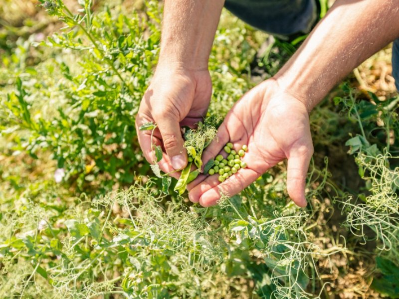 andriani-innovativi-secondo-natura