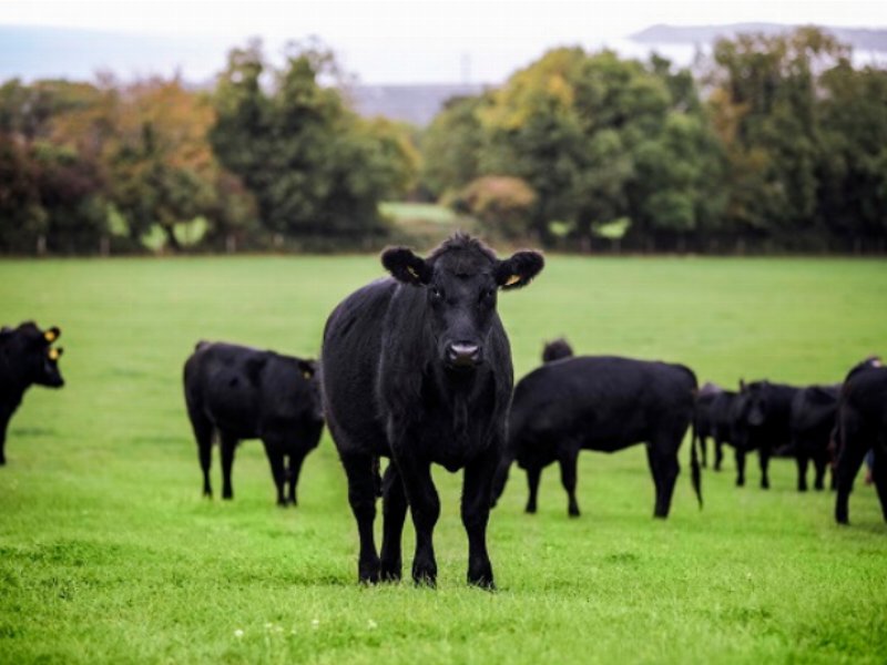 bord-bia-il-valore-aggiunto-di-un-sistema-altamente-sostenibile