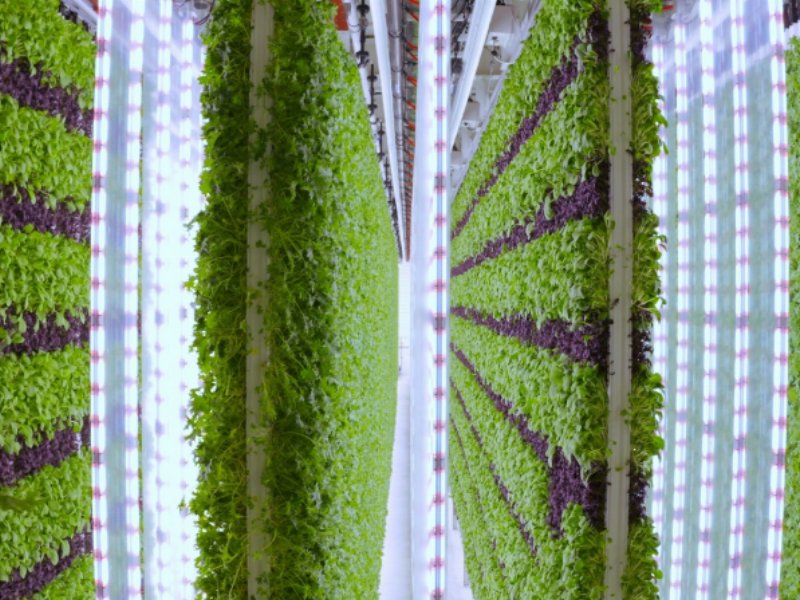 walmart-investe-400-milioni-sul-vertical-farming