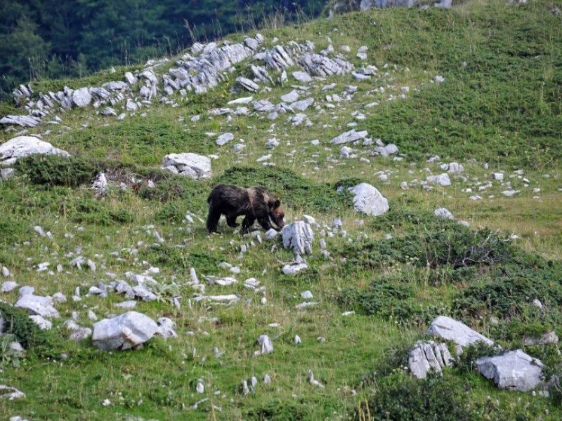 Golia: riqualificare il Parco di Abruzzo, Lazio e Molise e proteggere l'orso marsicano