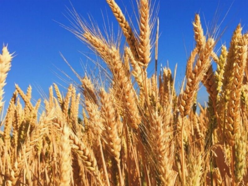 Grano: ricerca genetica e agricoltura 4.0 per fronteggiare il calo di produzione