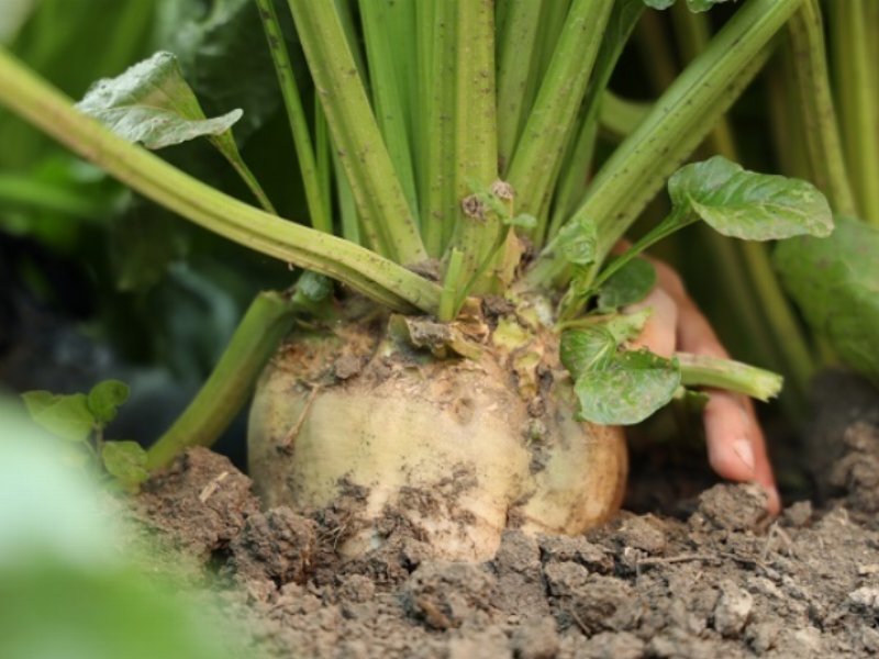 Italia Zuccheri, sostenibilità e innovazione al centro