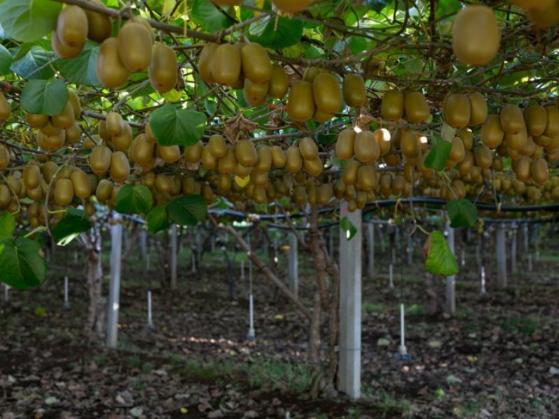 Kiwi ZespriTM accoglie positivamente la firma dell’accordo di libero scambio tra la Nuova Zelanda e l’Ue